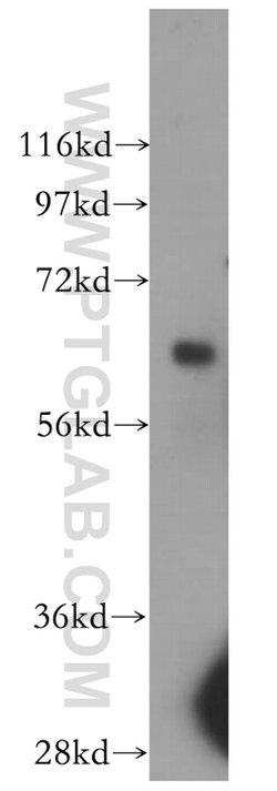 Arylsulfatase D Rabbit anti-Human, Polyclonal, Proteintech 150 &mu;L; Unconjugated:Antibodies,