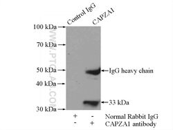 CAPZA1 Rabbit anti-Human, Mouse, Rat, Polyclonal, Proteintech:Antibodies:Primary