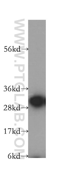 CAPZA1 Rabbit anti-Human, Mouse, Rat, Polyclonal, Proteintech:Antibodies:Primary