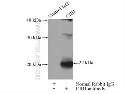 CIB1 Rabbit anti-Human, Mouse, Rat, Polyclonal, Proteintech:Antibodies:Primary