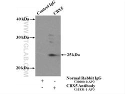 CBX5 Rabbit anti-Human, Mouse, Rat, Polyclonal, Proteintech 150 &mu;L;