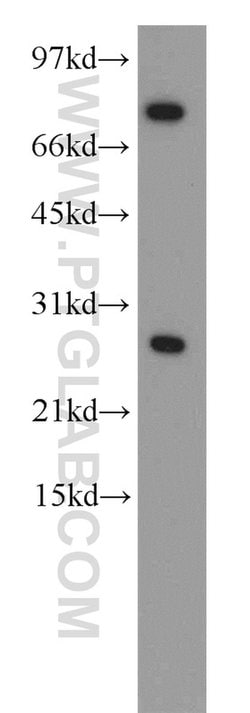 CBX5 Rabbit anti-Human, Mouse, Rat, Polyclonal, Proteintech 150 &mu;L;