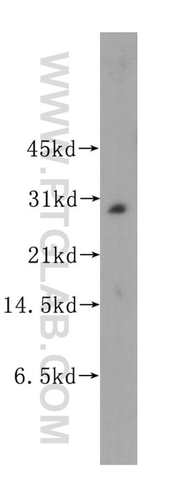 MLF2 Rabbit anti-Human, Mouse, Rat, Polyclonal, Proteintech:  