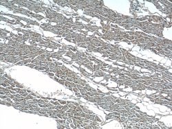 OLR1 Rabbit anti-Human, Polyclonal, Proteintech 150 &mu;L; Unconjugated:Antibodies,