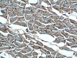 OLR1 Rabbit anti-Human, Polyclonal, Proteintech 150 &mu;L; Unconjugated:Antibodies,