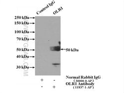 OLR1 Rabbit anti-Human, Polyclonal, Proteintech 150 &mu;L; Unconjugated:Antibodies,