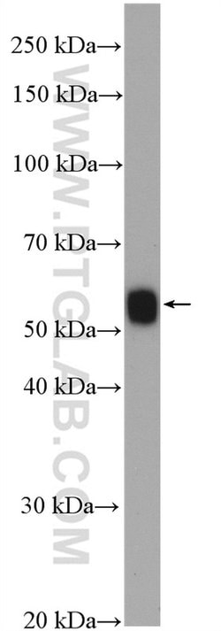 HLA-DMA Rabbit anti-Human, Mouse, Rat, Polyclonal, Proteintech:Antibodies:Primary