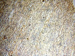 Surfactant protein D Rabbit anti-Human, Mouse, Rat, Polyclonal, Proteintech:Antibodies:Primary