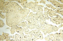 Surfactant protein D Rabbit anti-Human, Mouse, Rat, Polyclonal, Proteintech:Antibodies:Primary
