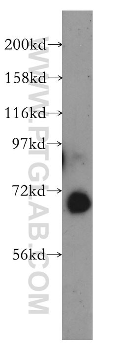 GBP2 Rabbit anti-Human, Rat, Polyclonal, Proteintech 20 &mu;L; Unconjugated:Antibodies,