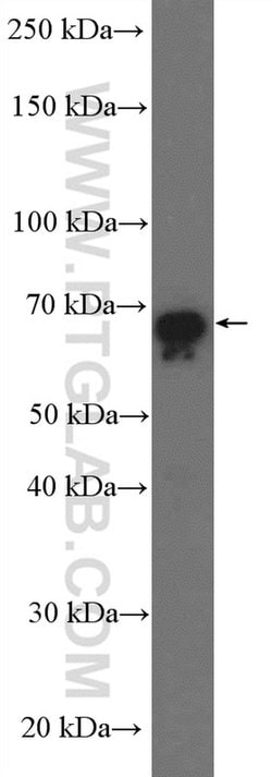 GBP2 Rabbit anti-Human, Rat, Polyclonal, Proteintech 20 &mu;L; Unconjugated:Antibodies,