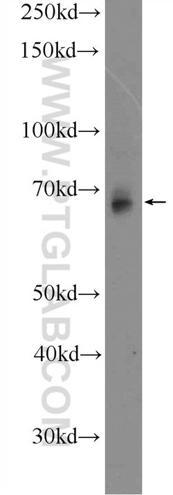 GBP2 Rabbit anti-Human, Rat, Polyclonal, Proteintech 20 &mu;L; Unconjugated:Antibodies,