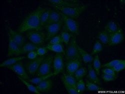 Caspase 4/p20/p10 Rabbit anti-Human, Polyclonal, Proteintech:Antibodies:Primary