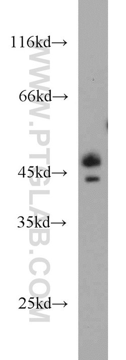 Caspase 4/p20/p10 Rabbit anti-Human, Polyclonal, Proteintech:Antibodies:Primary
