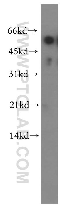 RAMP3 Rabbit anti-Human, Mouse, Polyclonal, Proteintech 150 &mu;L; Unconjugated:Antibodies,