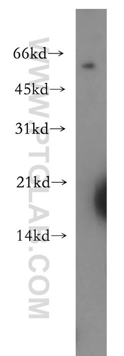 RAMP3 Rabbit anti-Human, Mouse, Polyclonal, Proteintech 150 &mu;L; Unconjugated:Antibodies,