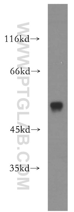 RAMP3 Rabbit anti-Human, Mouse, Polyclonal, Proteintech 150 &mu;L; Unconjugated:Antibodies,