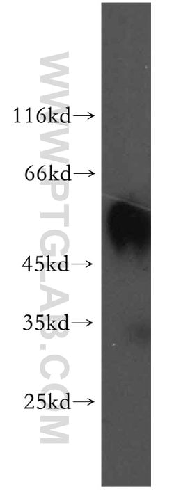 RAMP3 Rabbit anti-Human, Mouse, Polyclonal, Proteintech 150 &mu;L; Unconjugated:Antibodies,
