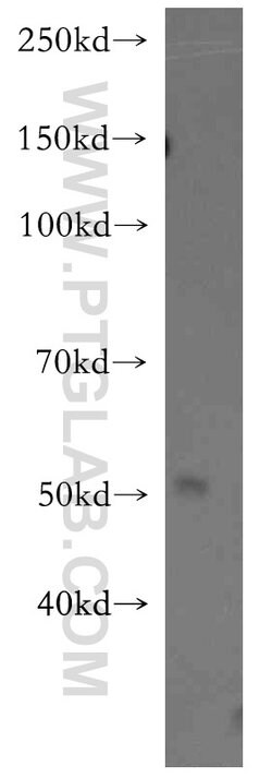 RAMP3 Rabbit anti-Human, Mouse, Polyclonal, Proteintech 150 &mu;L; Unconjugated:Antibodies,