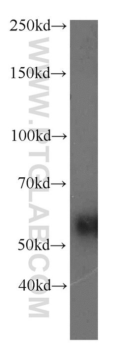 RAMP3 Rabbit anti-Human, Mouse, Polyclonal, Proteintech 150 &mu;L; Unconjugated:Antibodies,