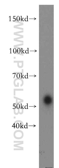 RAMP3 Rabbit anti-Human, Mouse, Polyclonal, Proteintech 150 &mu;L; Unconjugated:Antibodies,