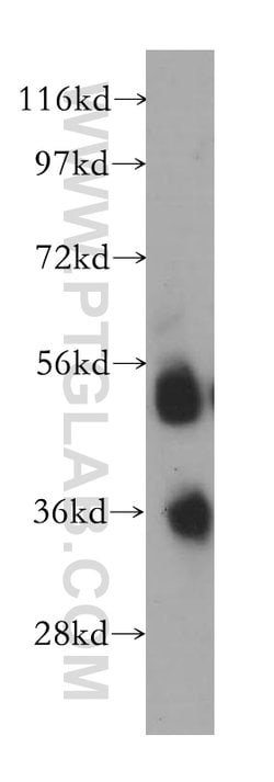 FCN3 Rabbit anti-Human, Polyclonal, Proteintech 150 &mu;L; Unconjugated:Antibodies,