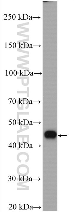 TTC4 Rabbit anti-Human, Mouse, Rat, Polyclonal, Proteintech:Antibodies:Primary
