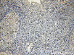 KLF4 Rabbit anti-Human, Mouse, Rat, Polyclonal, Proteintech 150 &mu;L;