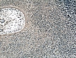 KLF4 Rabbit anti-Human, Mouse, Rat, Polyclonal, Proteintech 150 &mu;L;