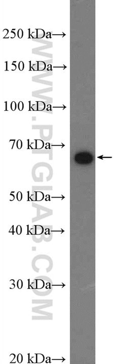 KLF4 Rabbit anti-Human, Mouse, Rat, Polyclonal, Proteintech 150 &mu;L;