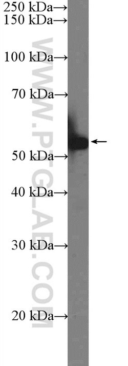 KLF4 Rabbit anti-Human, Mouse, Rat, Polyclonal, Proteintech 150 &mu;L;