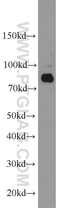 AGGF1 Rabbit anti-Human, Mouse, Rat, Polyclonal, Proteintech:Antibodies:Primary