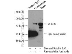 Uromodulin Rabbit anti-Human, Mouse, Rat, Polyclonal, Proteintech 20 &mu;L;