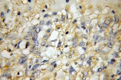 GPR137 Rabbit anti-Human, Mouse, Rat, Polyclonal, Proteintech 150 &mu;L;