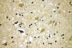 PSTPIP1 Rabbit anti-Human, Mouse, Rat, Polyclonal, Proteintech:Anticorps:Anticorps