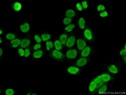 SUB1 Rabbit anti-Human, Mouse, Rat, Polyclonal, Proteintech 150 &mu;L;