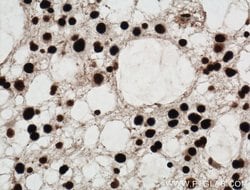 SUB1 Rabbit anti-Human, Mouse, Rat, Polyclonal, Proteintech 150 &mu;L;