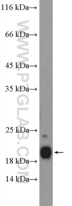 SUB1 Rabbit anti-Human, Mouse, Rat, Polyclonal, Proteintech 150 &mu;L;