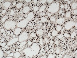 SUB1 Rabbit anti-Human, Mouse, Rat, Polyclonal, Proteintech 150 &mu;L;