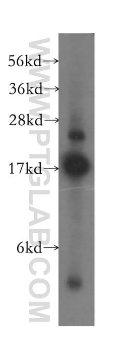 SUB1 Rabbit anti-Human, Mouse, Rat, Polyclonal, Proteintech 150 &mu;L;