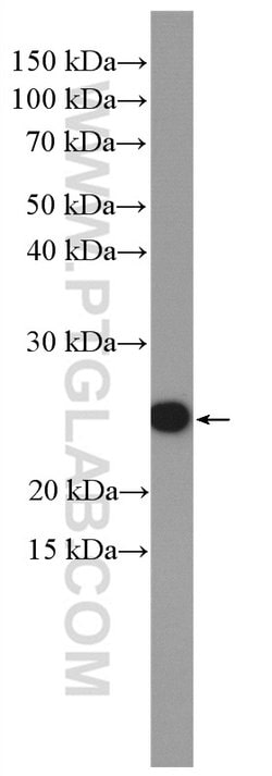 SUB1 Rabbit anti-Human, Mouse, Rat, Polyclonal, Proteintech 150 &mu;L;