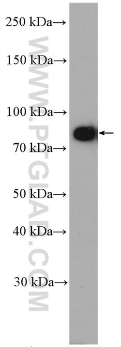 DTX3L Rabbit anti-Human, Polyclonal, Proteintech 150 &mu;L; Unconjugated:Antibodies,