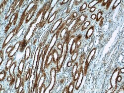 FICD Rabbit anti-Human, Mouse, Rat, Polyclonal, Proteintech 150 &mu;L;