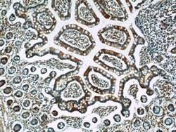 FICD Rabbit anti-Human, Mouse, Rat, Polyclonal, Proteintech 150 &mu;L;