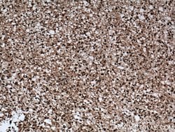 GDAP1L1 Rabbit anti-Human, Mouse, Polyclonal, Proteintech 150 &mu;L; Unconjugated:Antibodies,