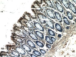 EXOSC8 Rabbit anti-Human, Mouse, Rat, Polyclonal, Proteintech:Antibodies:Primary