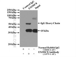 EXOSC8 Rabbit anti-Human, Mouse, Rat, Polyclonal, Proteintech:Antibodies:Primary