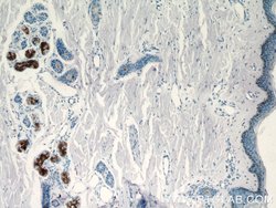 DCD Rabbit anti-Human, Polyclonal, Proteintech:Antibodies:Primary Antibodies