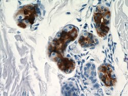 DCD Rabbit anti-Human, Polyclonal, Proteintech:Antibodies:Primary Antibodies