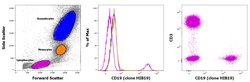 CD19 Monoclonal Antibody (HIB19), PE, eBioscience , Invitrogen 25 Tests;